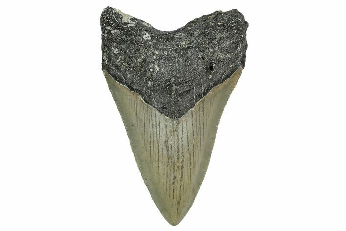 Serrated, Fossil Megalodon Tooth - North Carolina #338512